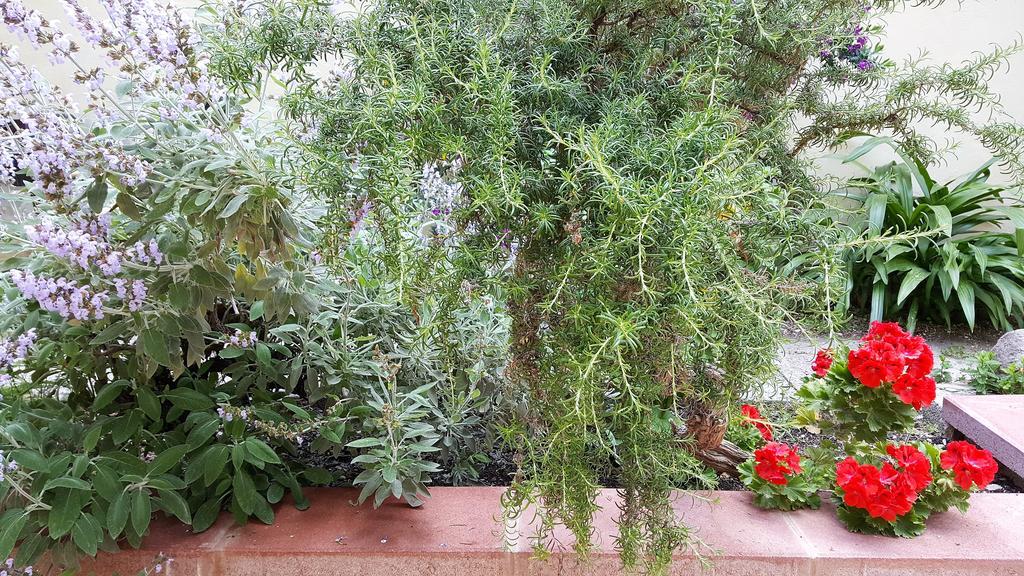 Bed and Breakfast Il Giardino Del Nespolo Альгеро Экстерьер фото